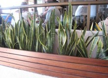 Kwikfynd Indoor Planting
glastonbury