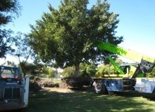 Kwikfynd Tree Management Services
glastonbury
