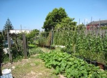 Kwikfynd Vegetable Gardens
glastonbury
